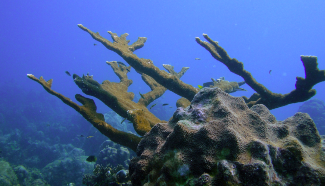 A Legion of Crustaceans Might Aid in the Revival of a Fading Coral Reef.