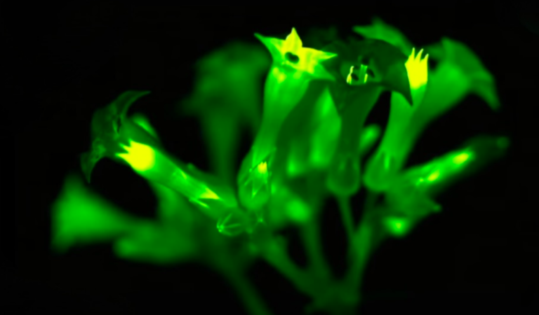 In 2024, a startup will commence the sale of bioluminescent petunias.